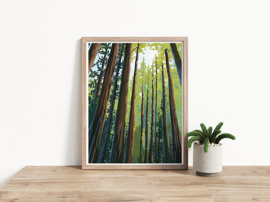 framed image of Art print of redwood trees in California’s Muir Woods National Monument.