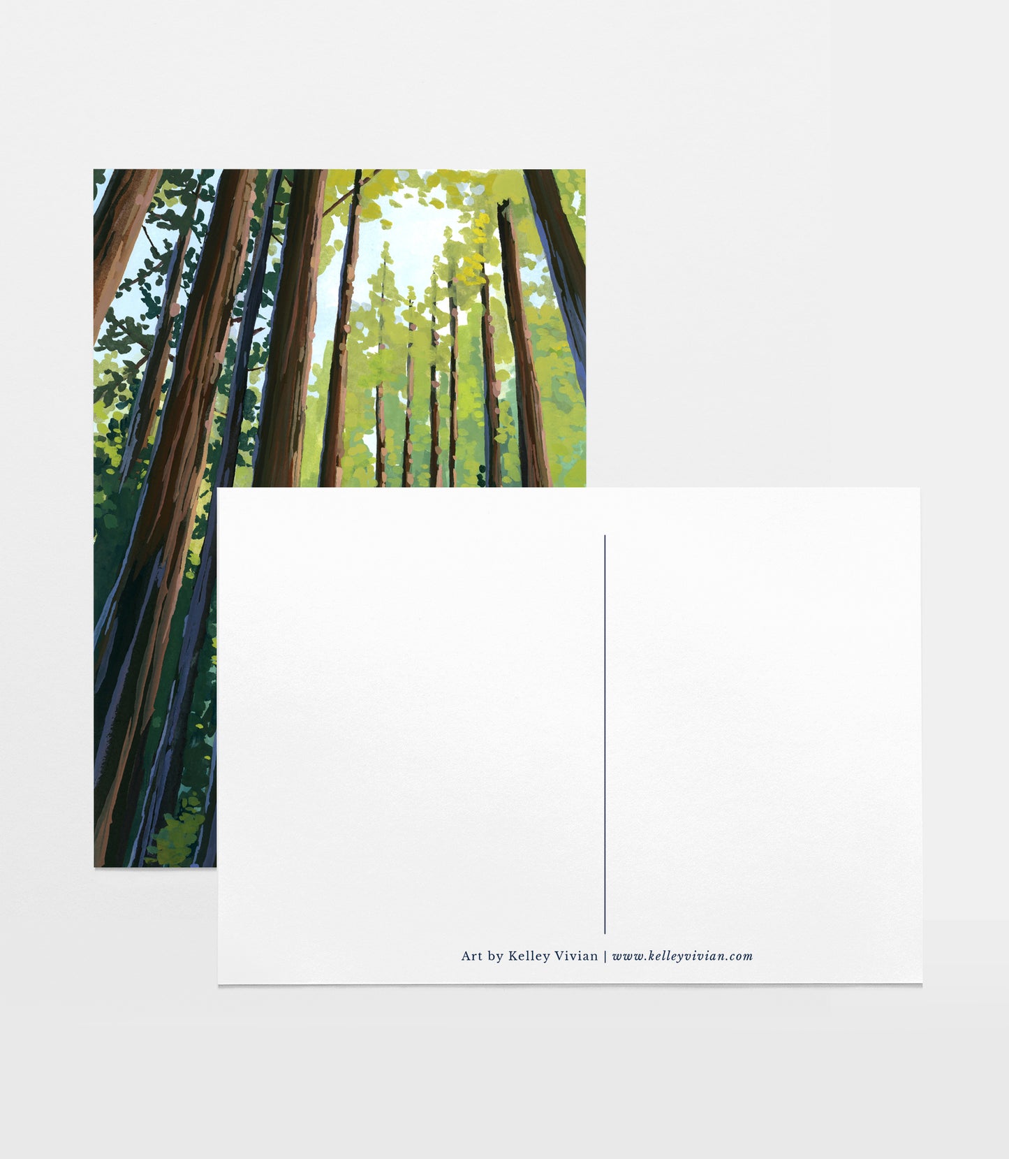 'Muir Woods i' Postcard