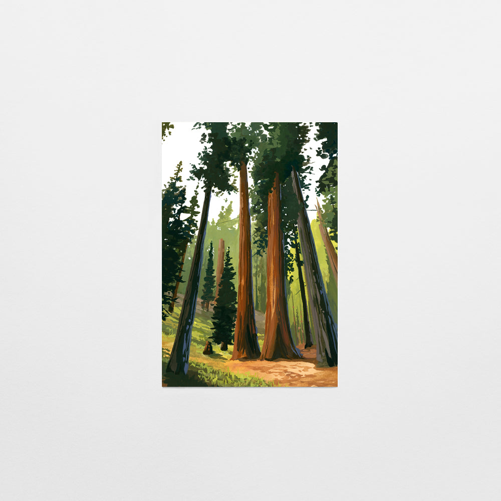 'Sequoia' National Park Art Postcard