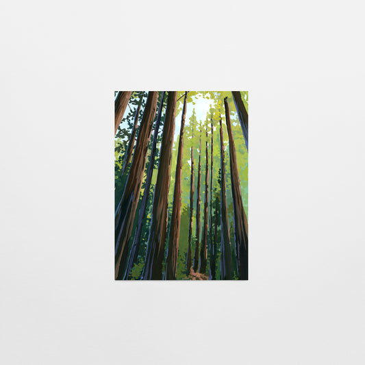 'Muir Woods i' Postcard