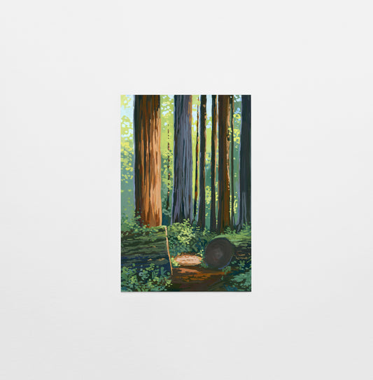 'Redwood' National Park Art Postcard